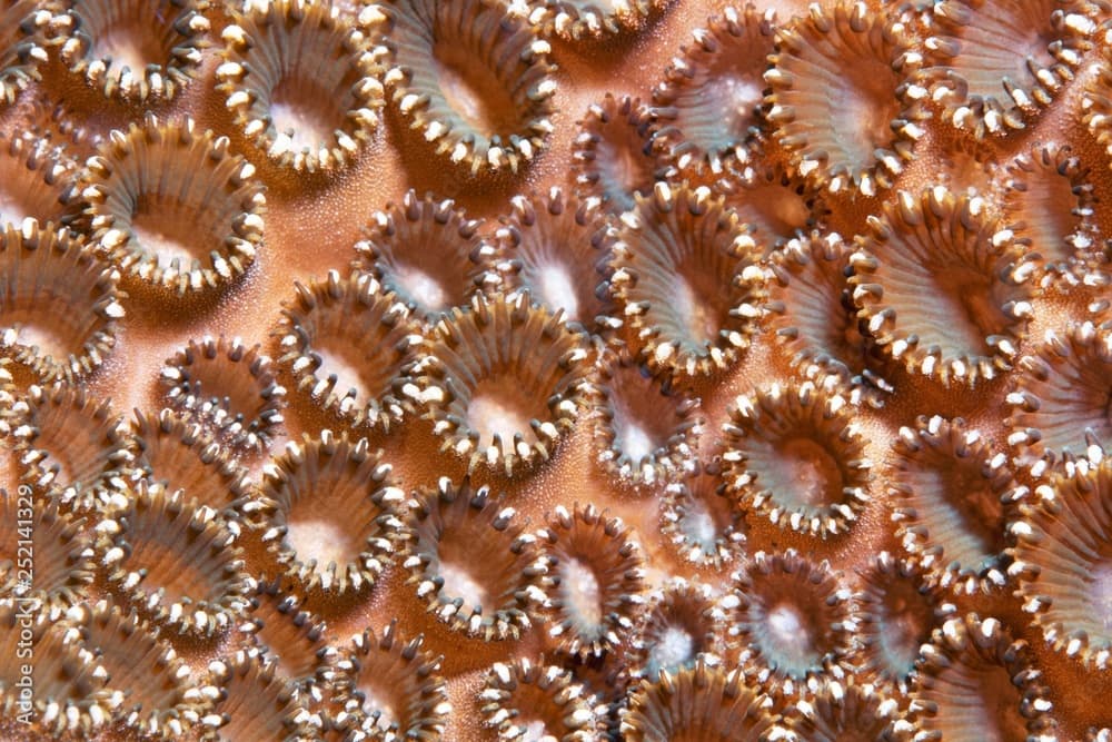 Colony Palythoa tuberculosa (Palythoa tuberculosa), Raja Ampat archipelago, Papua Barat, Western New Guinea, Pacific, Indonesia, Asia