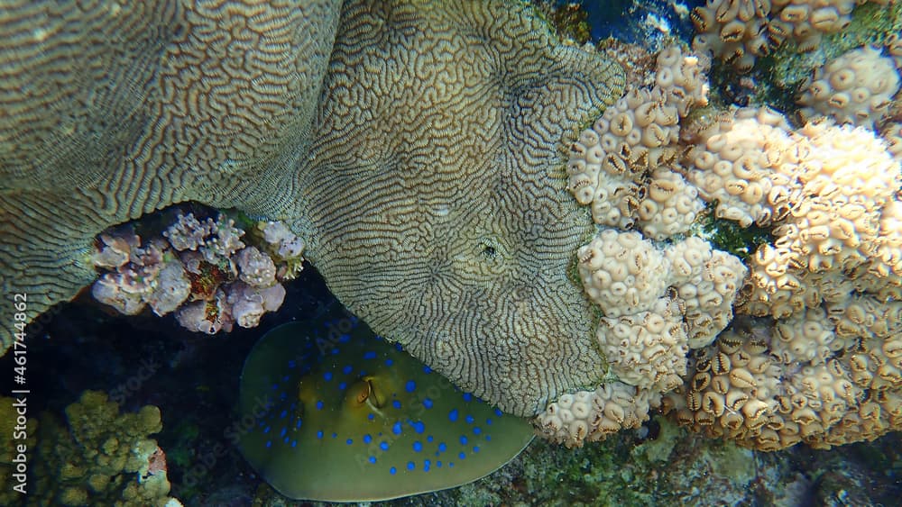 Lesser valley coral or hard brain coral (Platygyra lamellina) and Rubber coral, rubbery zoanthid, encrusting zoanthid (Palythoa tuberculosa) undersea, Red Sea, Egypt, Sharm El Sheikh, Nabq Bay
