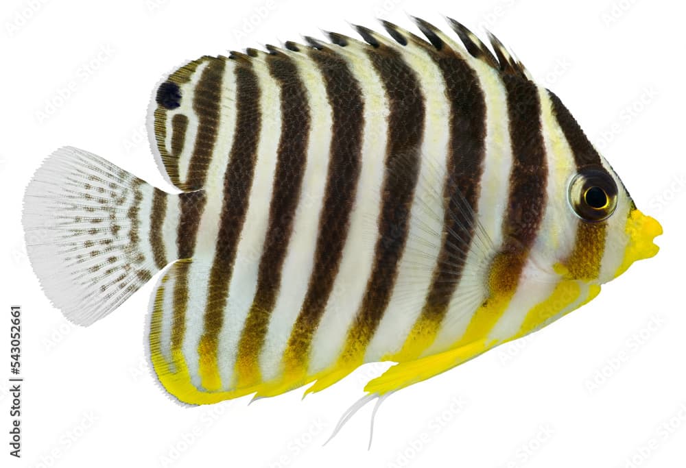 Multibarred Angelfish (Centropyge multifasciatus ). PNG masked background.
