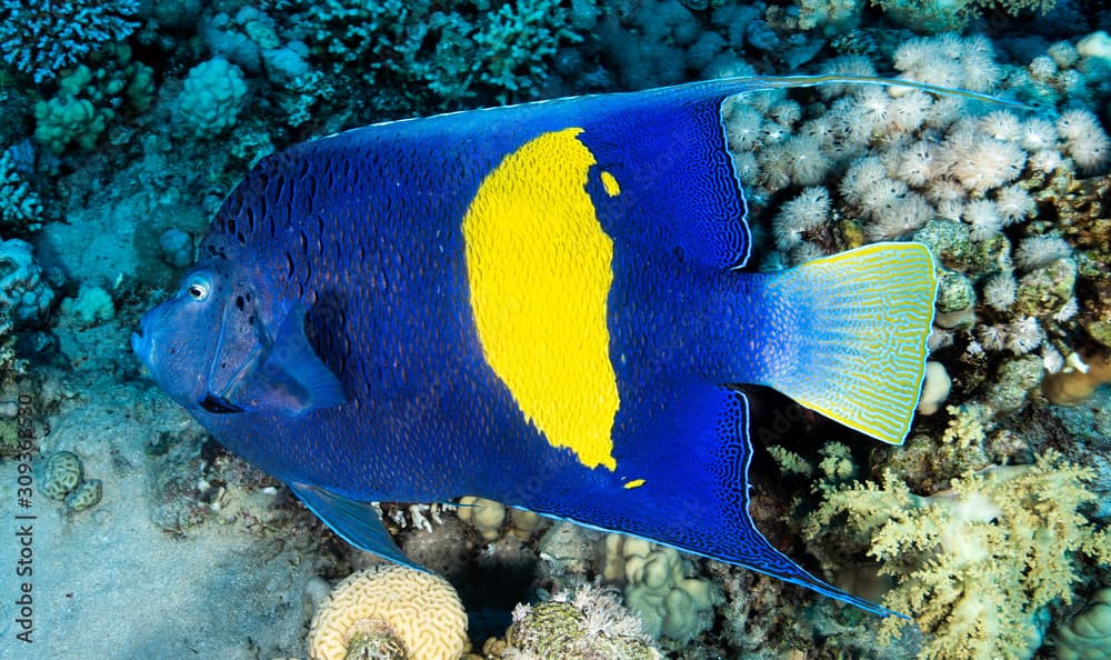 Yellow Bar Angelfish