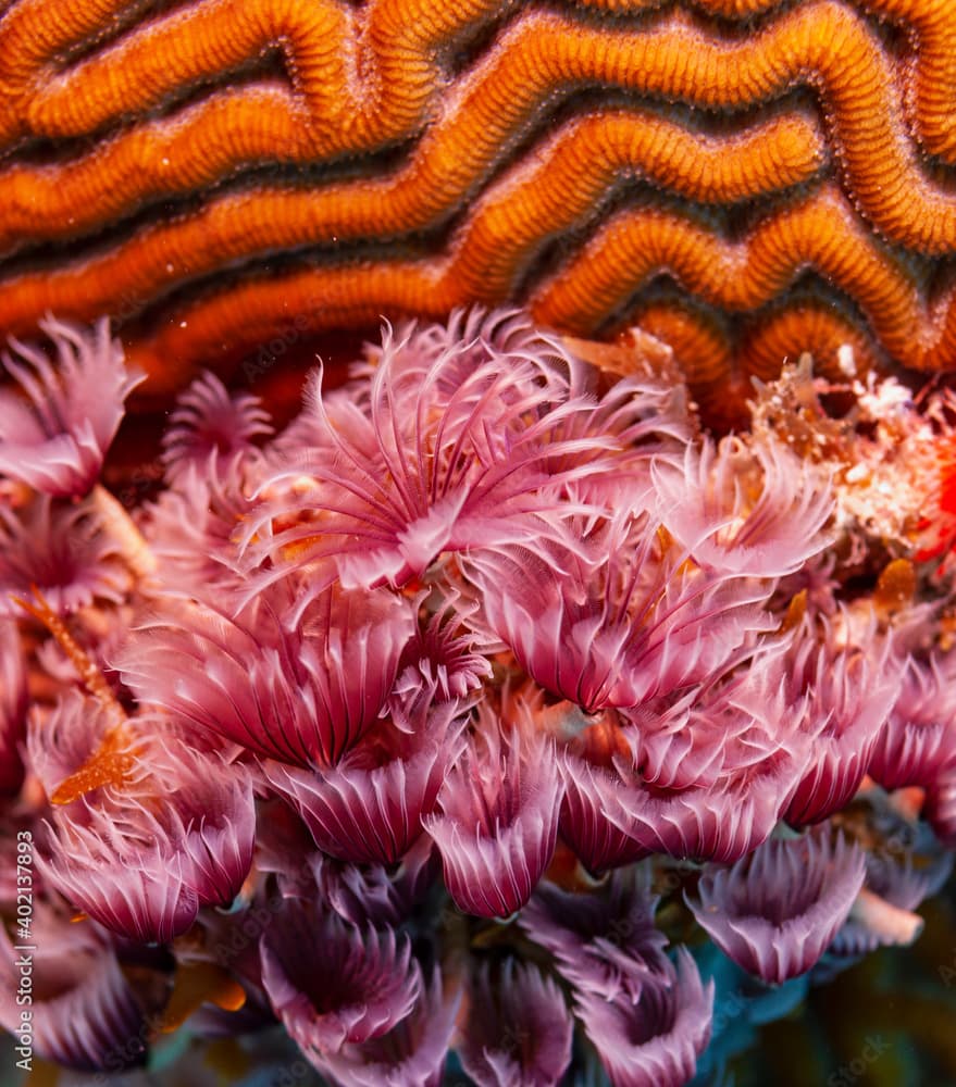 Violet Caribbean Sea Social Feather Duster Colony