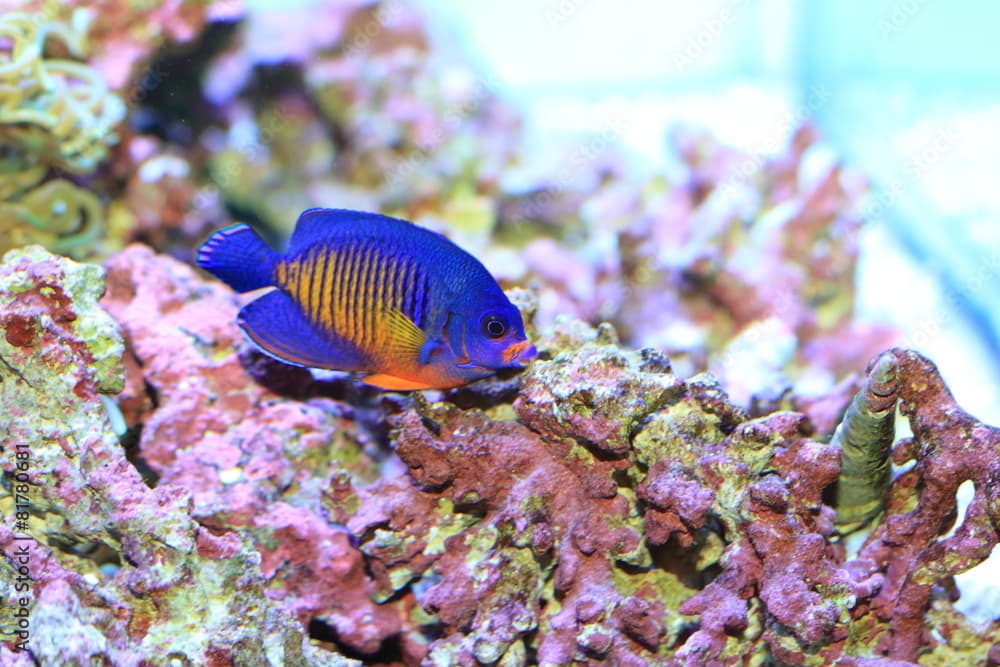 Twospined Angelfish (Centropyge bispinosa) in Japan