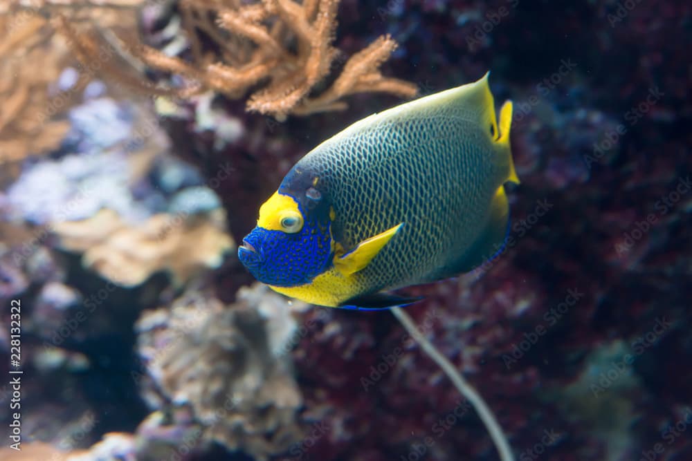  Two spined angelfish, dusky angelfish, or coral beauty a marine angelfish