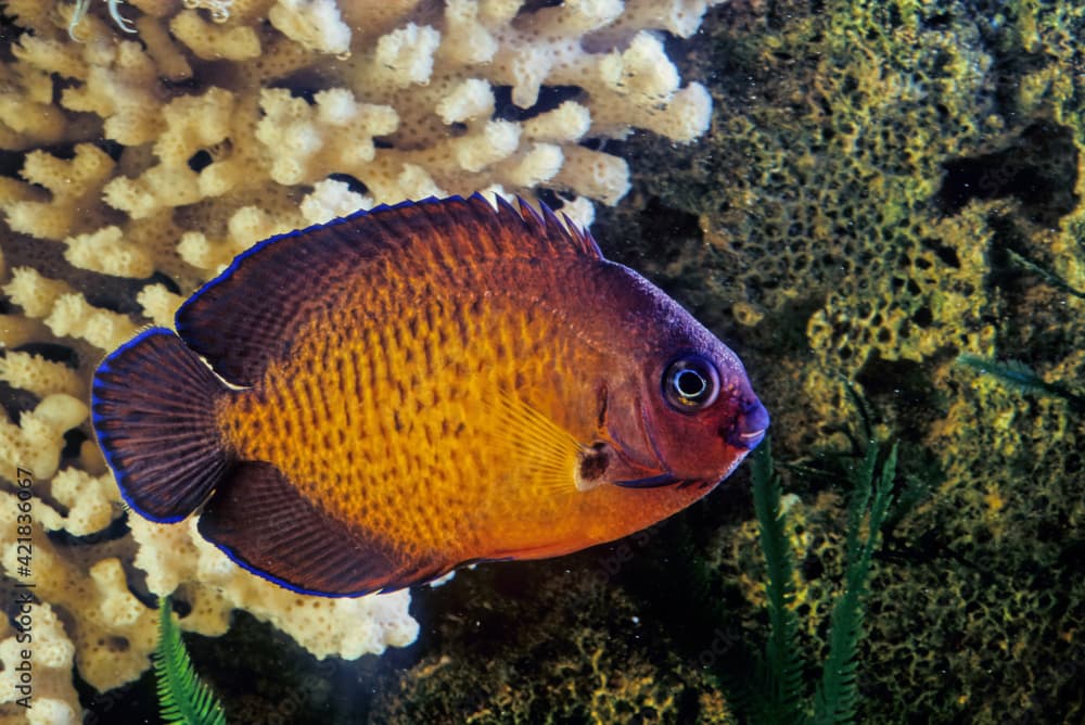 The twospined angelfish (Centropyge bispinosa), also known as the dusky angelfish, or coral beauty, is a species of marine ray-finned fish, a marine angelfish belonging to the family Pomacanthidae. Th