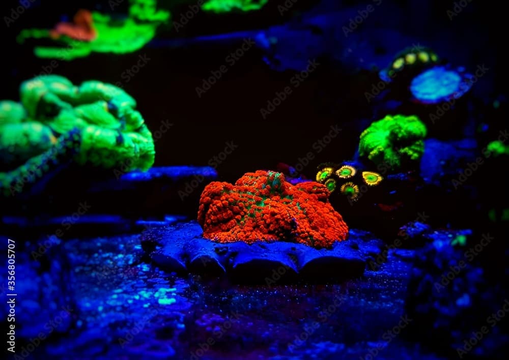 Red & Blue St. Thomas - Rhodactis Mushroom soft polyps ear