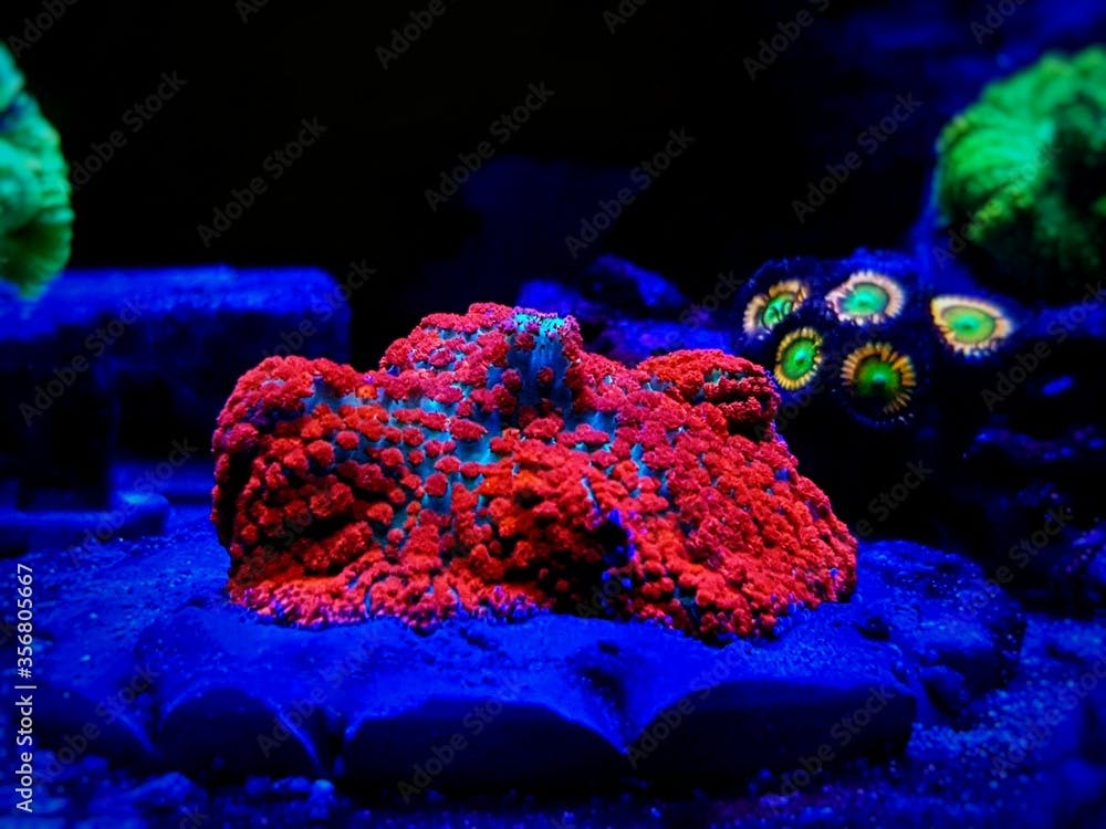 Red & Blue St. Thomas - Rhodactis Mushroom soft polyps ear