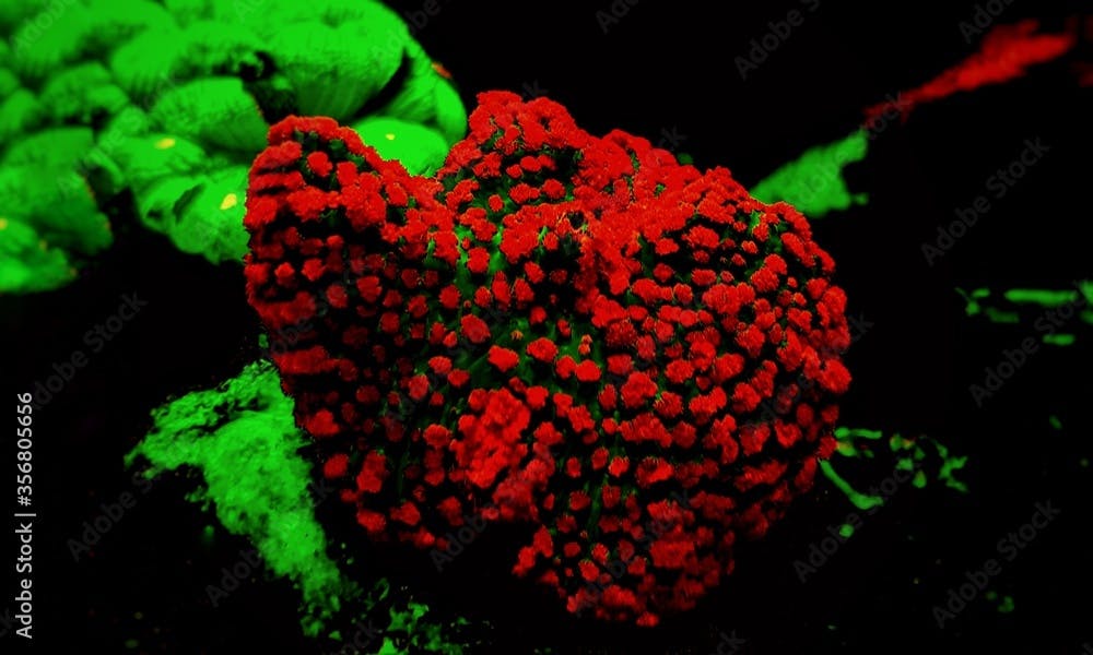 Red & Blue St. Thomas - Rhodactis Mushroom soft polyps ear