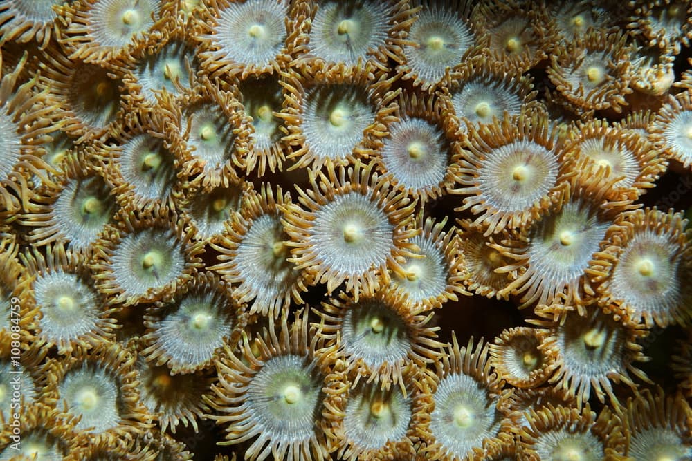 Underwater marine life, close up of Mat zoanthids, Zoanthus pulchellus, Caribbean sea