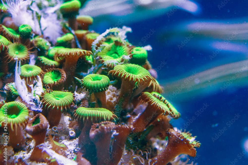 Dragon Eyes Zoa coral (Zoanthids sp.)