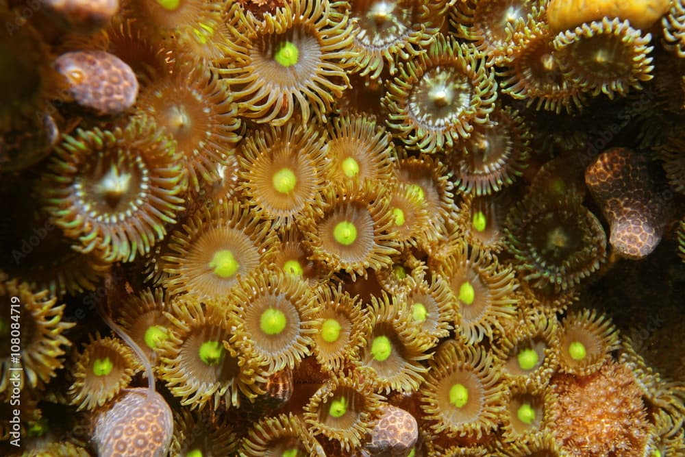 Colony of mat zoanthids, Zoanthus pulchellus, close up, underwater marine life, Caribbean sea