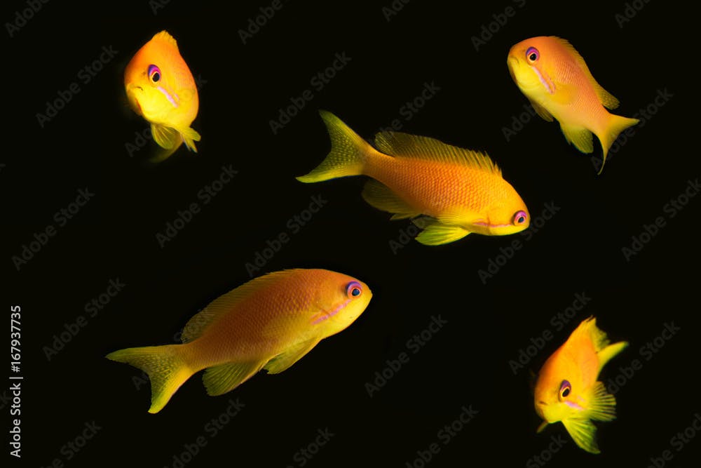 Multiple shots of anthias reef coral fish