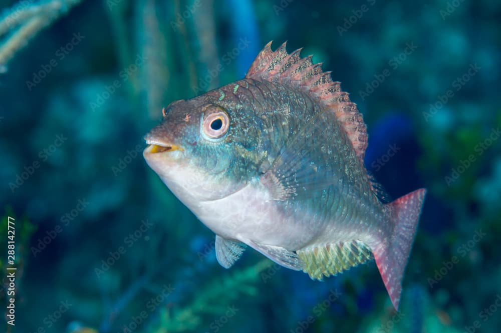 Greenblotch parrotfish Bahamas