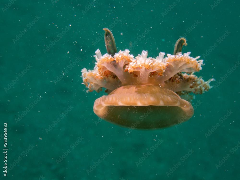 Brown upside-down jellyfish (Cassiopea xamachana)