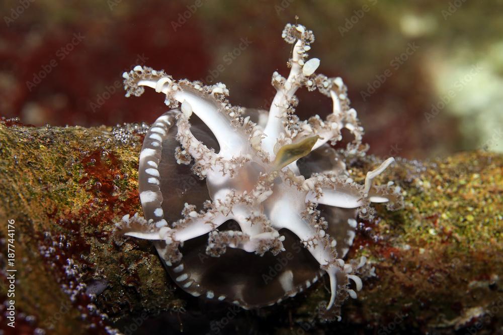 upside down jellyfish