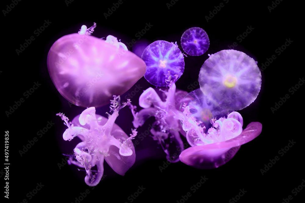 Upside down jellyfish on black background.