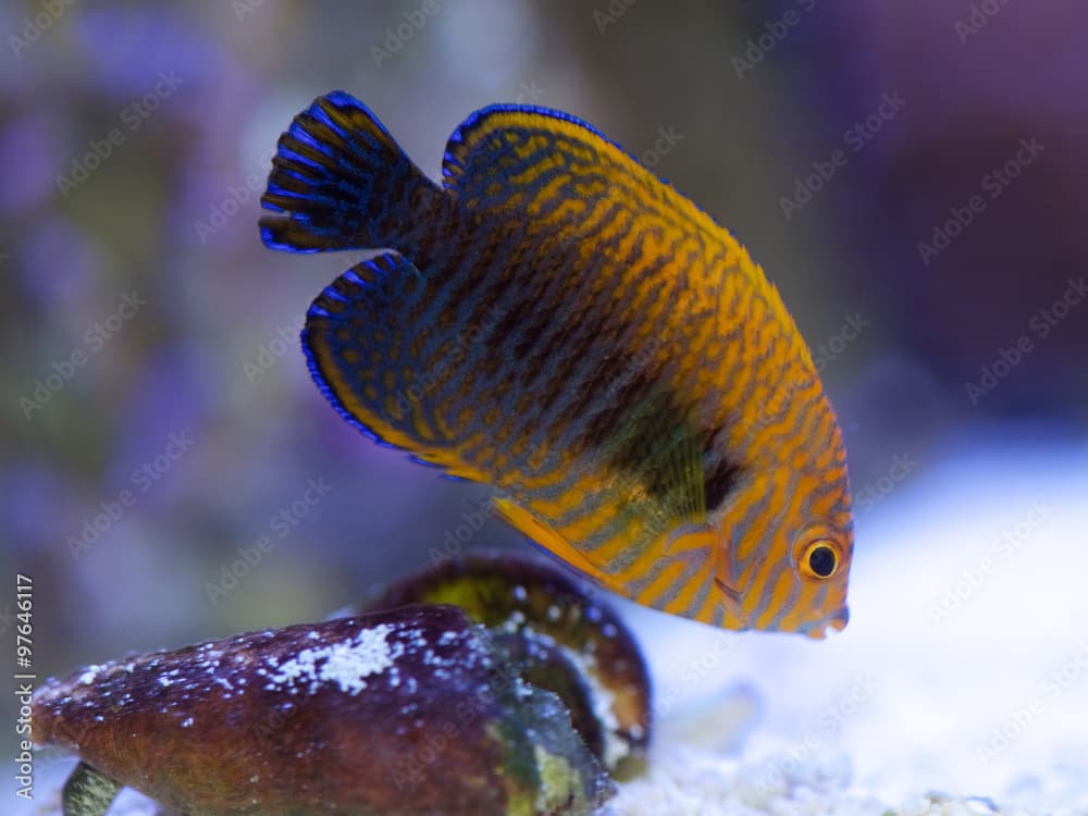 Potter's Angelfish, centropyge potteri