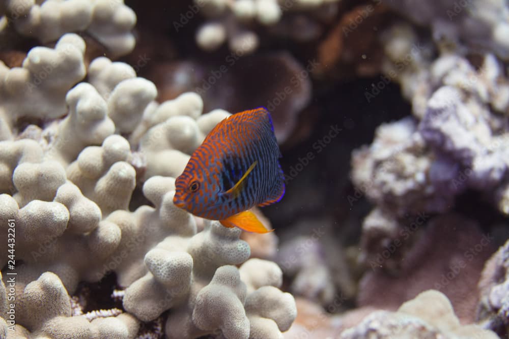 Potter's Angelfish on Coral Reef