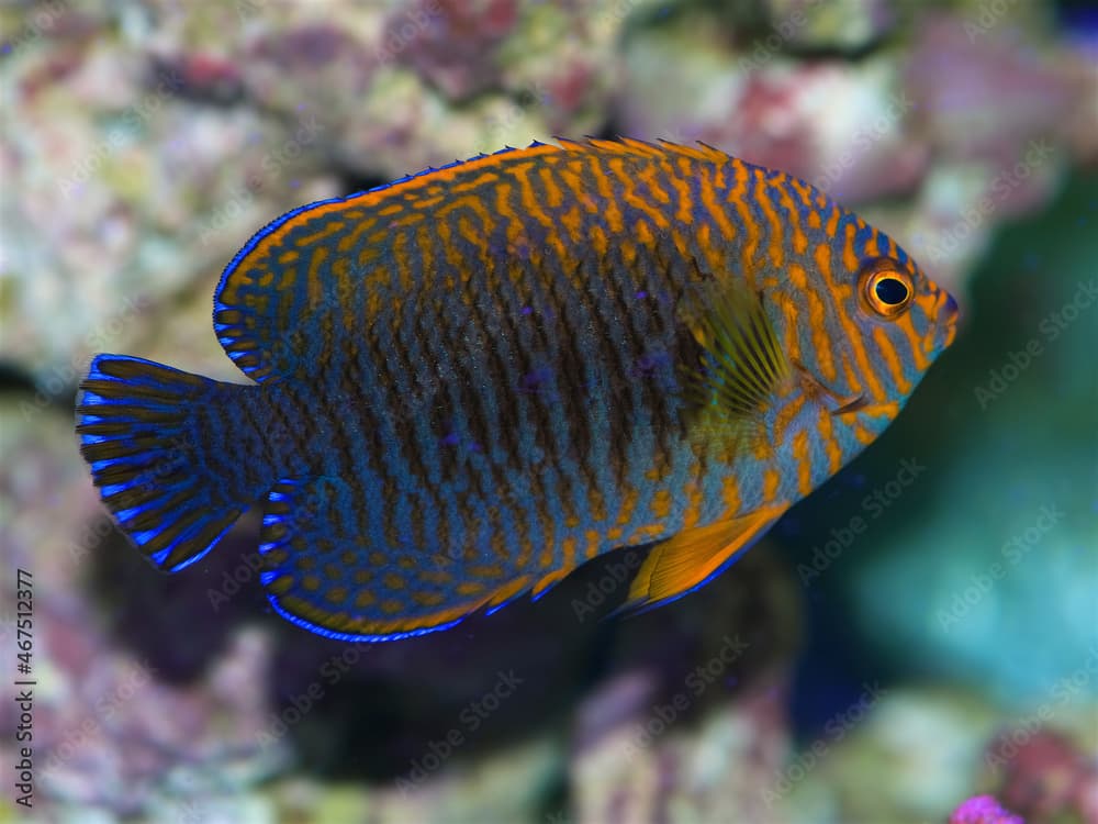 Potter's Angelfish, Centropyge Potteri, a dwarf or pygmy saltwater angelfish from Hawaii