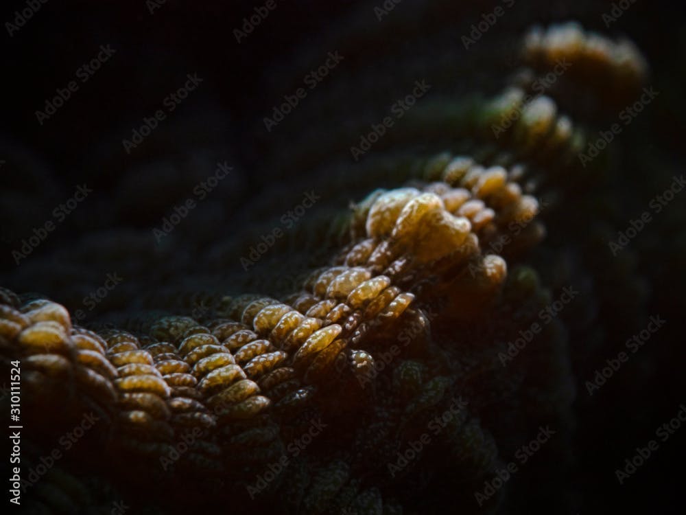 Detail of a Stony Coral, Blumen-Sternkoralle Detail (Diploastrea heliopora)