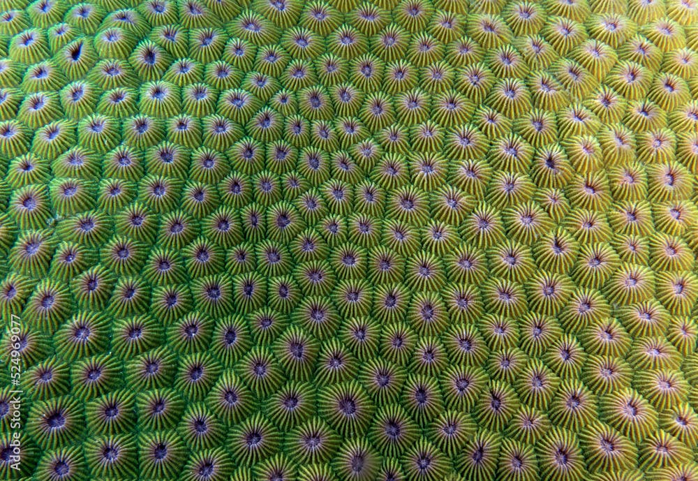 Close up image of Diploastrea heliopora coral Boracay Island Philippines