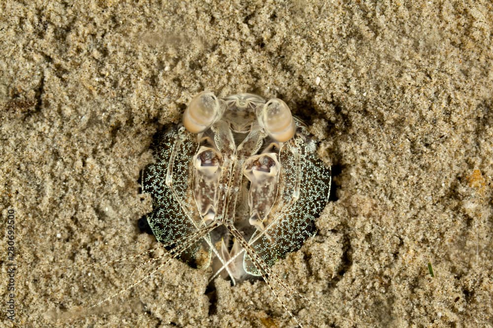 Lagoon Mantis Shrimp, Lysiosquilla tredecimdentata