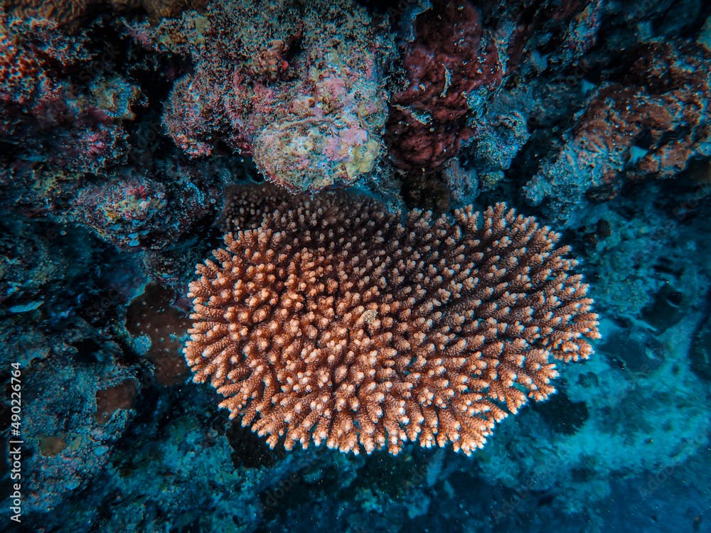 Underwater shot of a pocillopora meandrina, commonly known as cauliflower coral