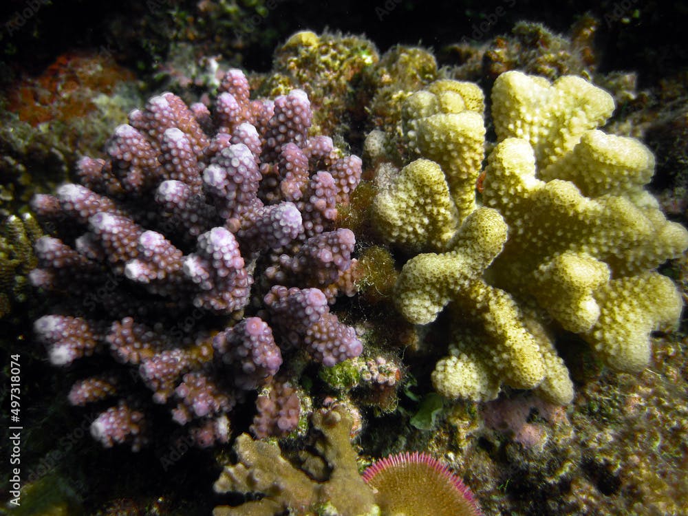 Two different types of coral colonies formation together on coral reef of Maldives, yellow one is Pocillopora Meandrina and the other pink could be a Acropora Samoensis