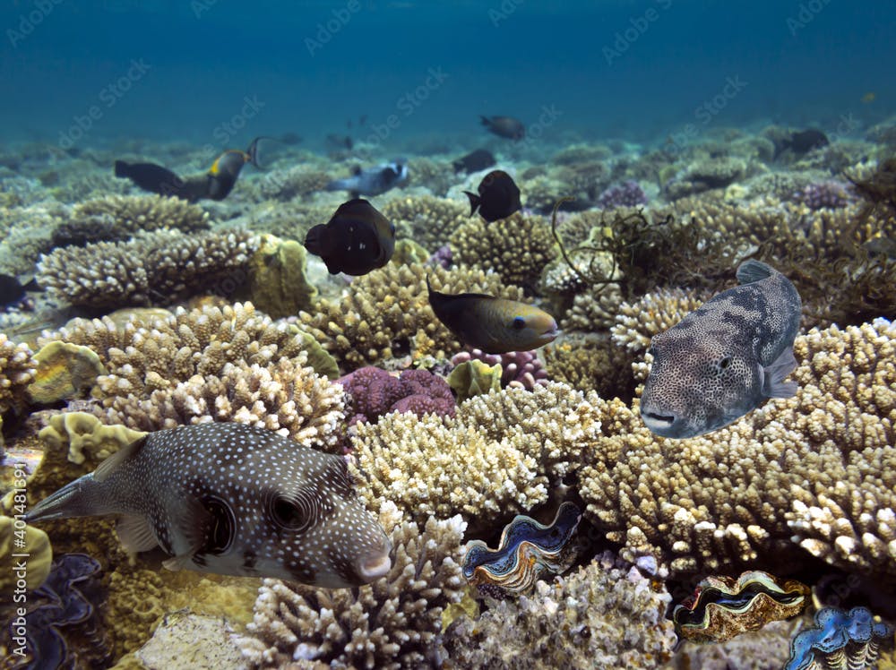  A giant pufferfish on a tropical coral reef