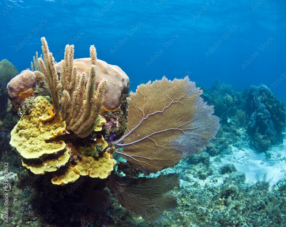 Underwater coral reef scroll coral