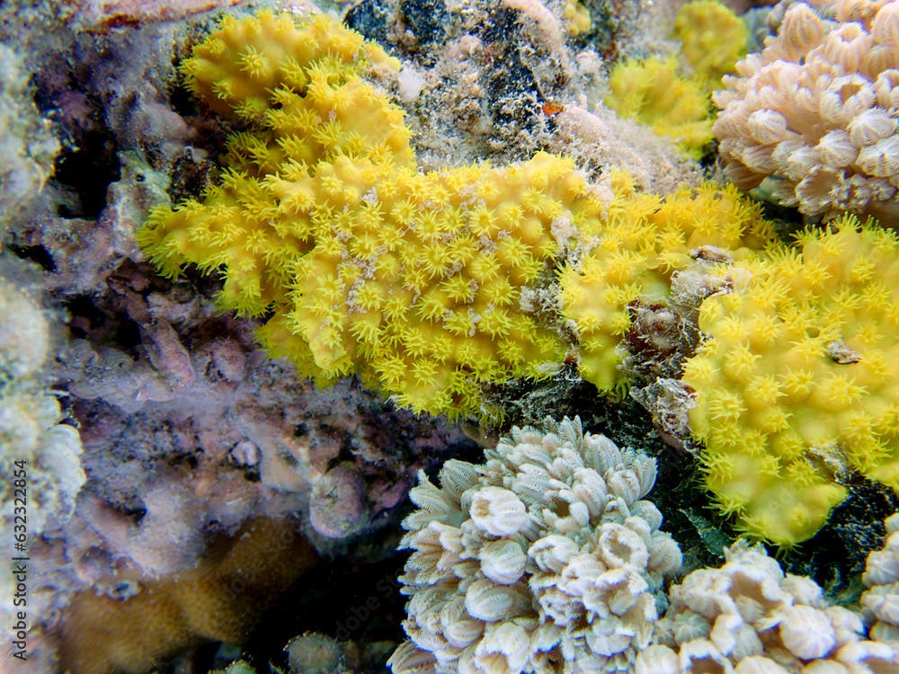 Yellow scroll coral - Turbinaria reniformis