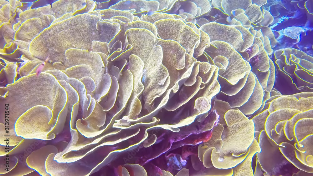 overhead view of yellow scroll coral at rainbow reef in fiji