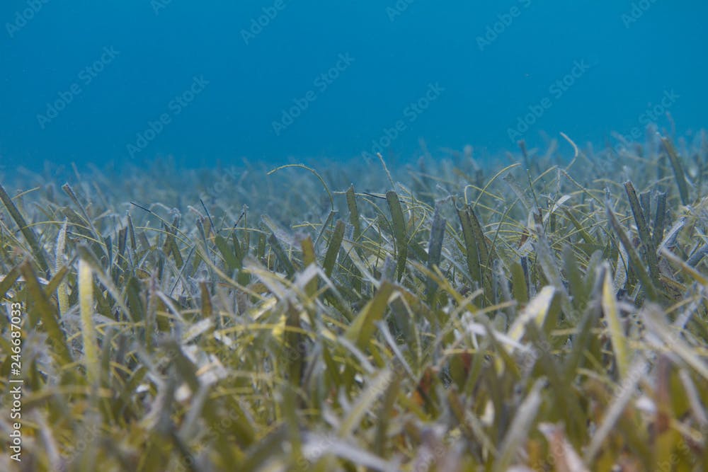 Turtlegrass (Seagrass) off Florida Keys