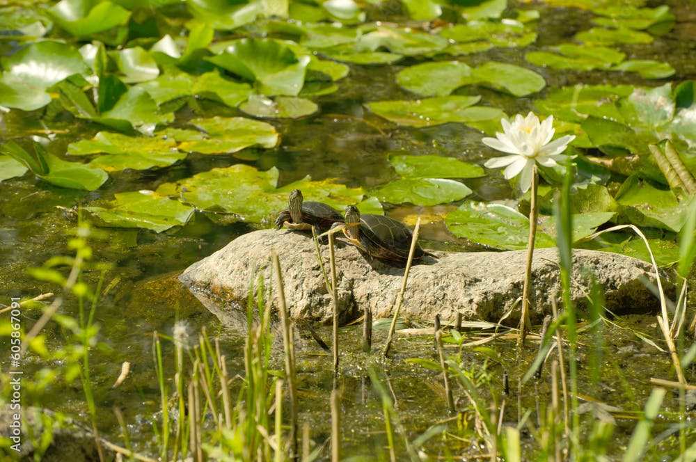 turtle, grass and water 