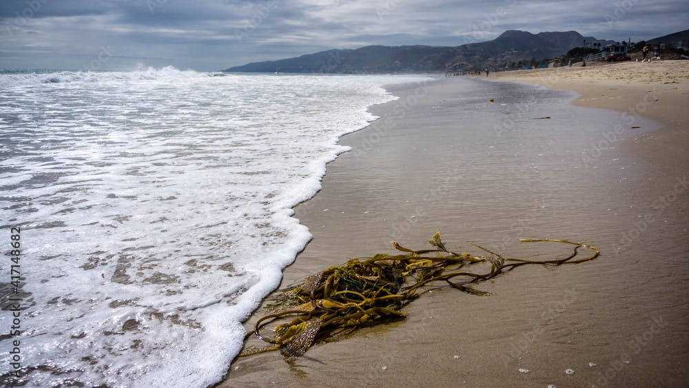 Seagrass on the sand at Malibu Beach in California, USA.