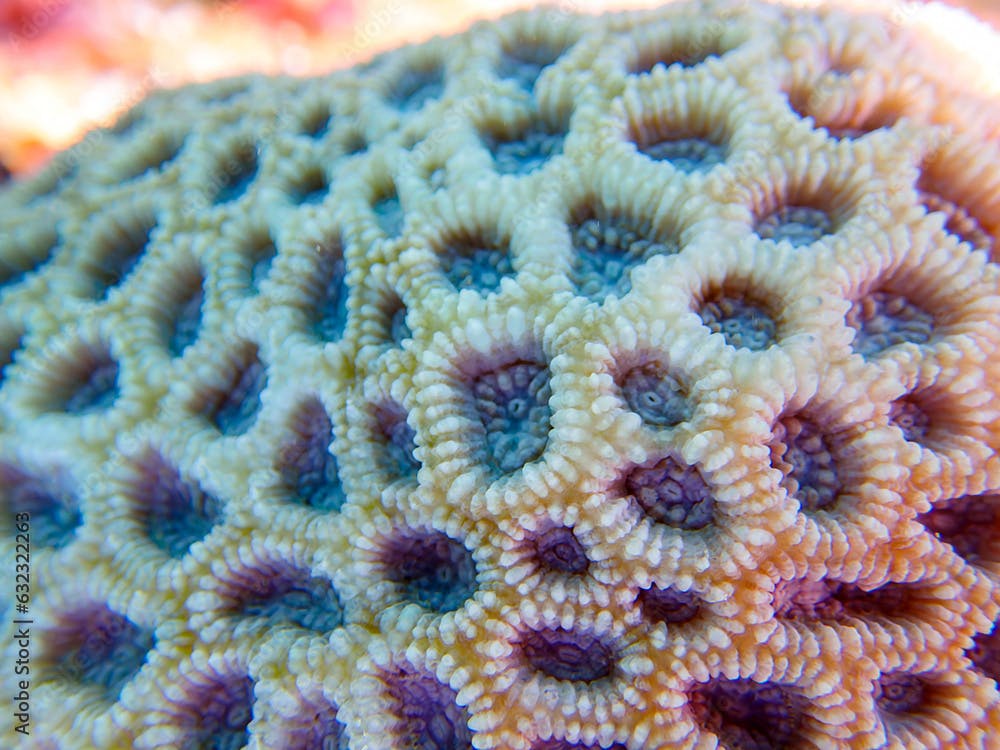 Knob coral (Favites rotundata), undersea macro photography 