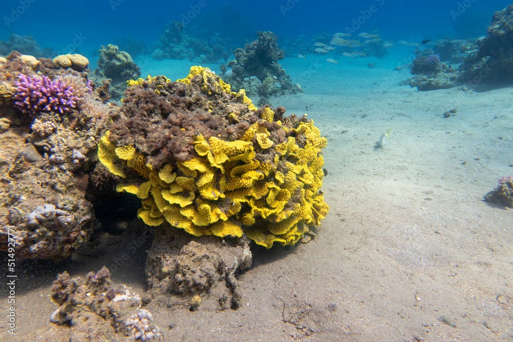 Colorful, picturesque coral reef at the bottom of tropical sea, yellow salad coral (Turbinaria mesenterina), underwater landscape