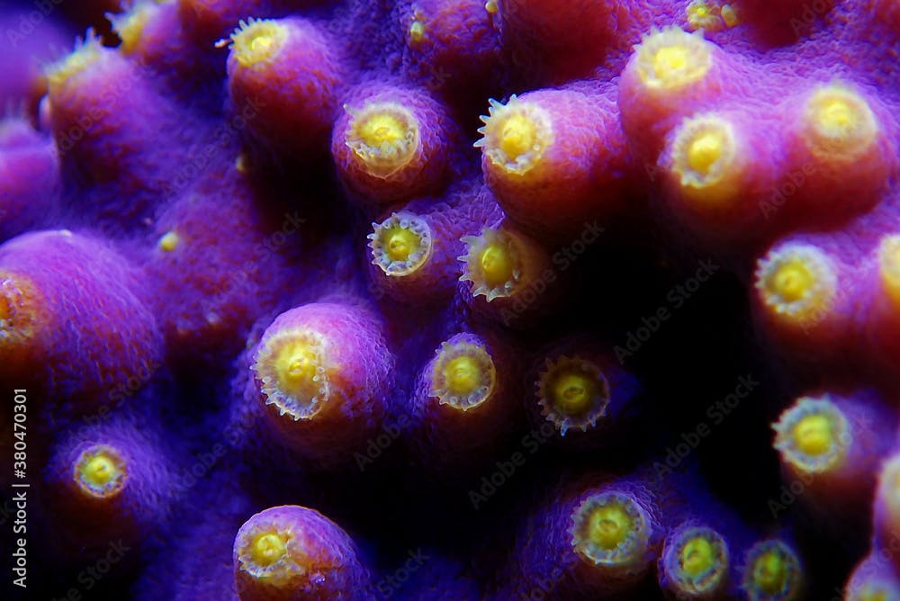 Macro on Yellow polyps turbunaria LPS coral - Turbinaria mesenterina