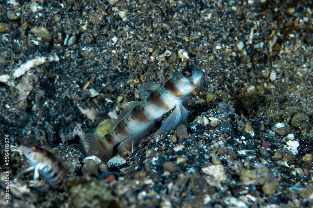 Arcfin Shrimpgoby Amblyeleotris arcupinna