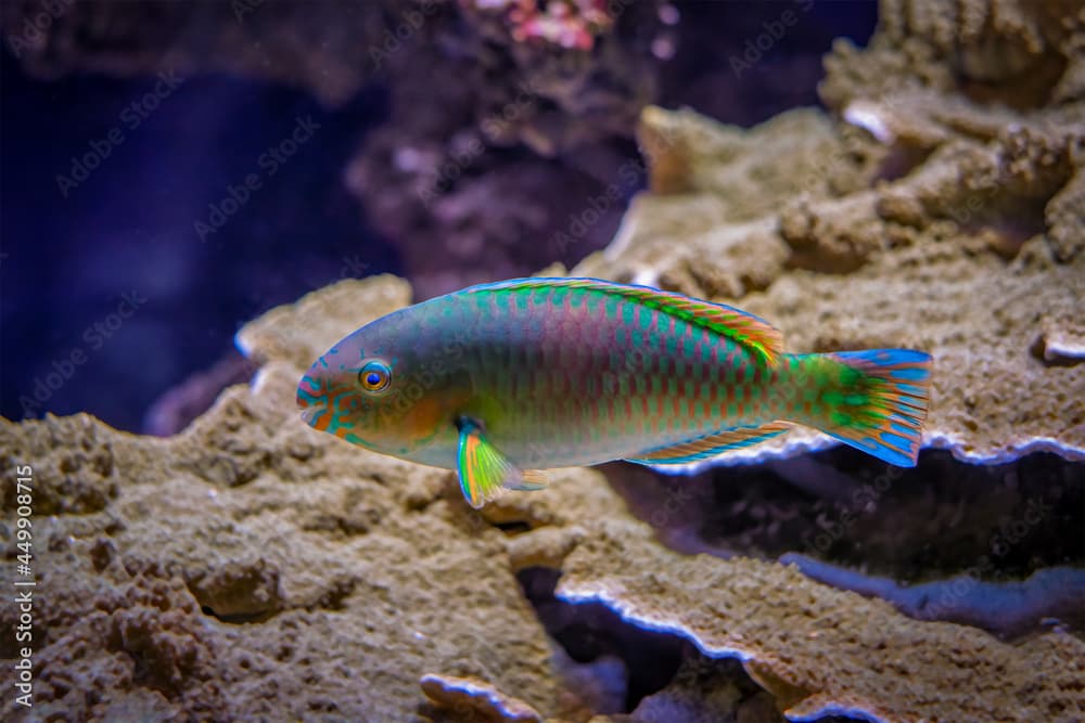 Scarus quoyifish Quoy's parrotfish underwater in sea