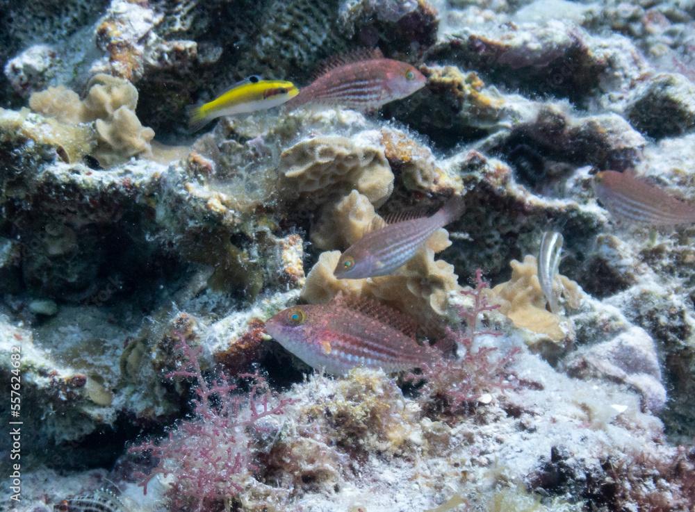 Greenblotch Parrotfish