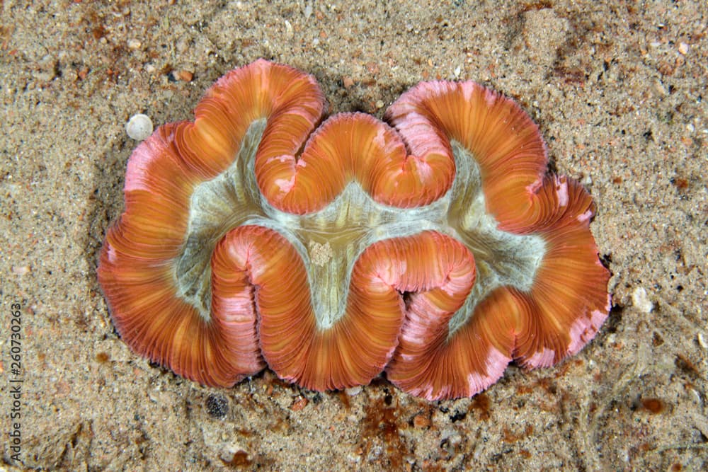 Trachyphyllia geoffroyi EG-39