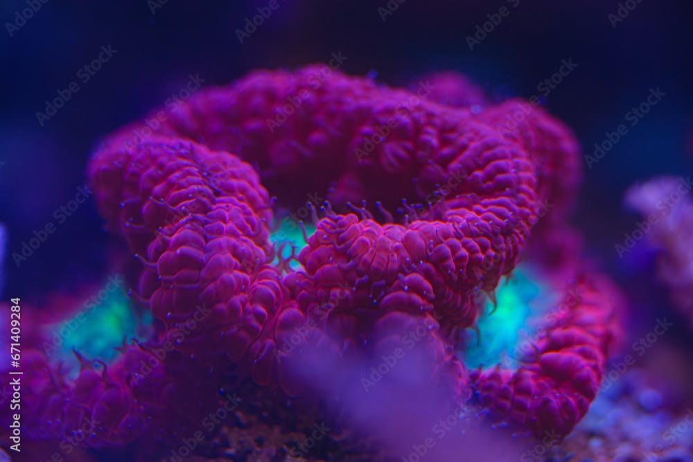 marine LPS coral Trachyphyllia, Lobophyllia macro photo, selective focus