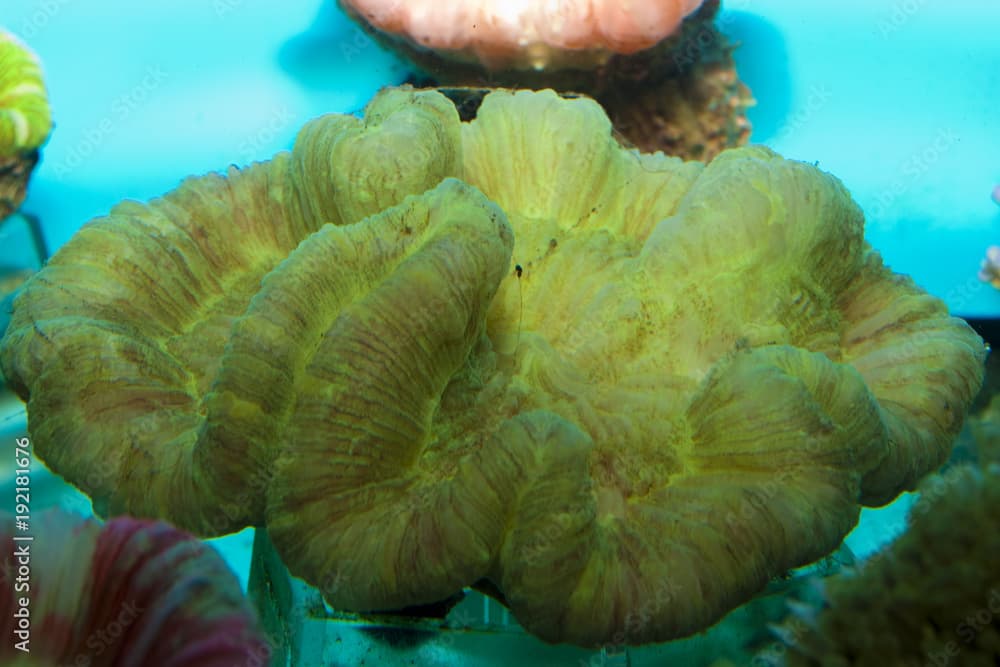 Open Brain Coral