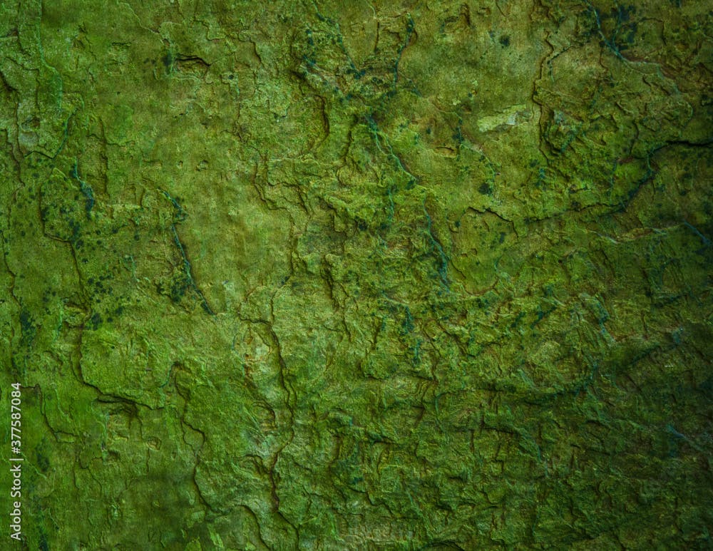 Wet slate stone texture with green algae moss / sludge. Grunge natural rock texture background wallpaper.