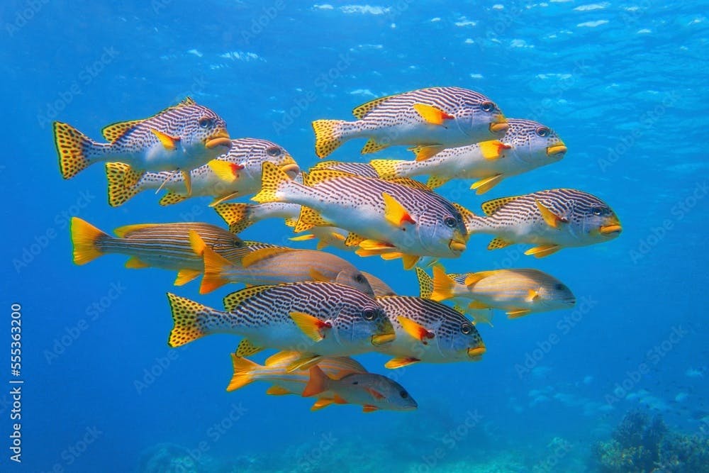 Shoaling beautiful coral reef fish, Yellow-banded Sweetlips