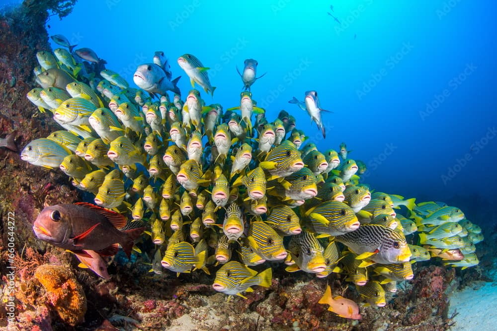 School of Ribbon Sweetlips Raja Ampat