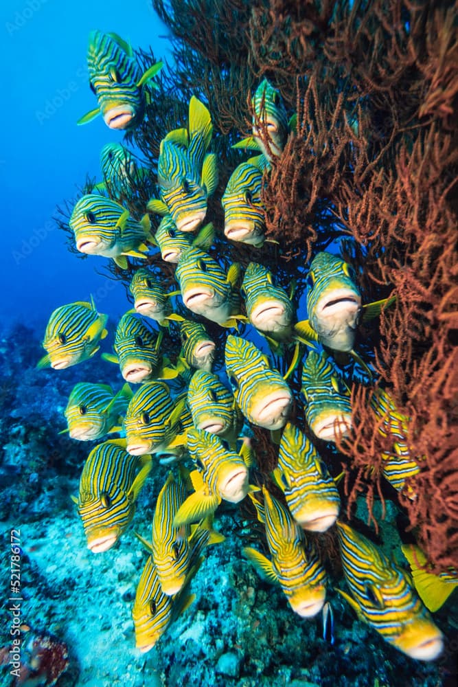 School of ribbon sweetlips, Plectorhinchus polytaenia, Raja Ampat, Indonesia