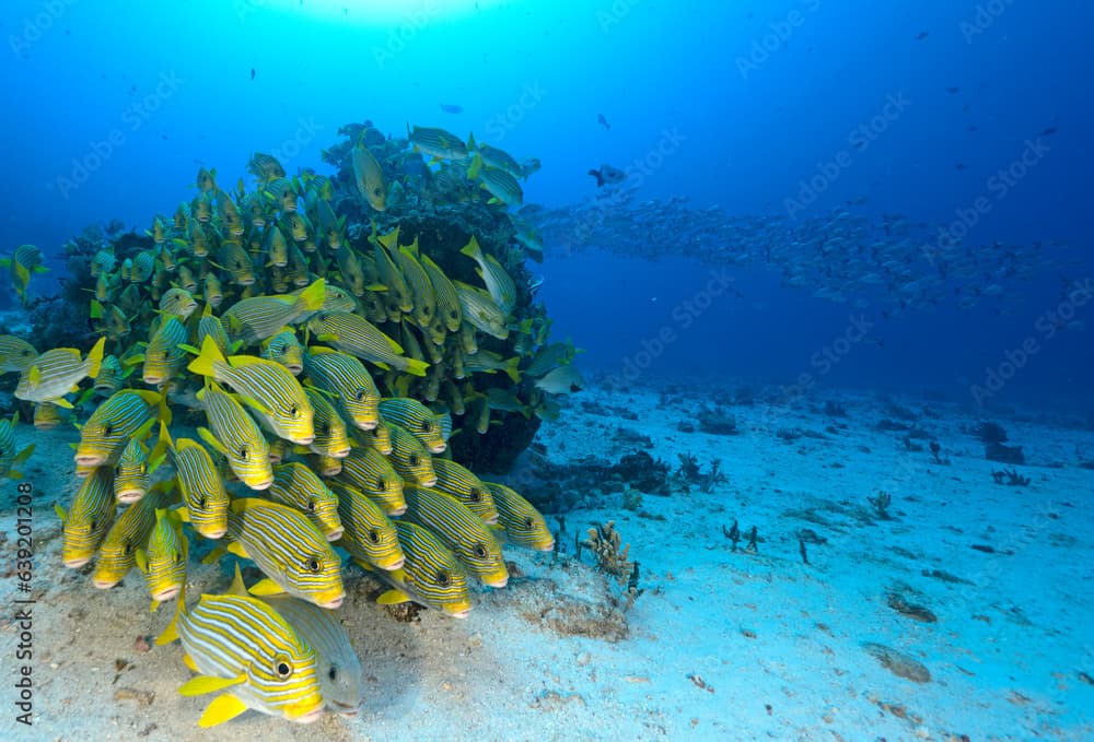 Ribbon sweetlips, Plectorhinchus polytaenia, Raja Ampat Indonesia.