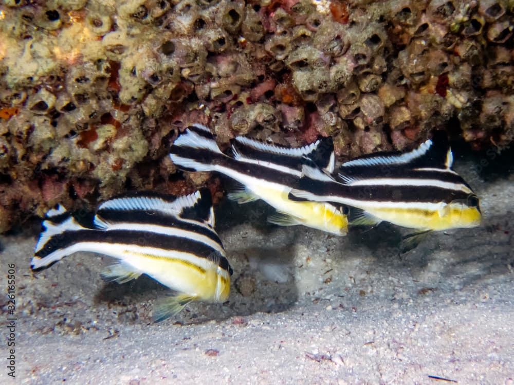 Juvenile Silver Sweetlips (Diagramma pictum)