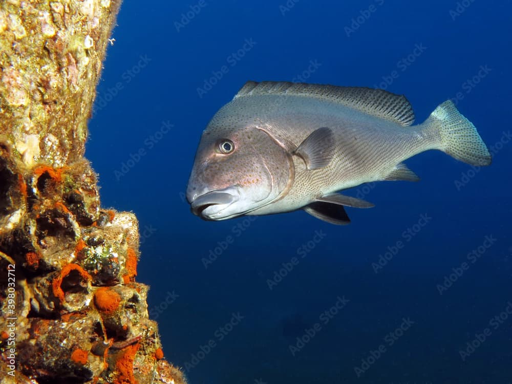 A painted sweetlip Diagramma pictum at an artificial reef